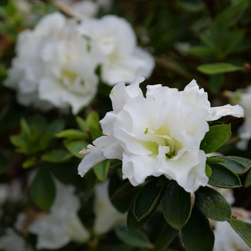 Heirloom Azalea Blanco Flower Seeds, Non-GMO, White Blooms for Shade Garden Borders