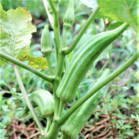 Long green Perkins Long Pod Okra growing on healthy plants.