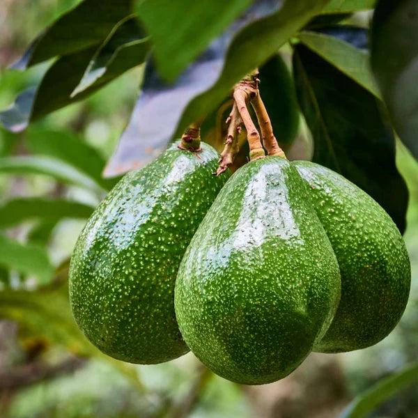 Persea americana Mexicola Grande fruit tree seeds for tropical garden planting.