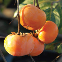 Sweet Italian Persimmon Fruit Seeds
