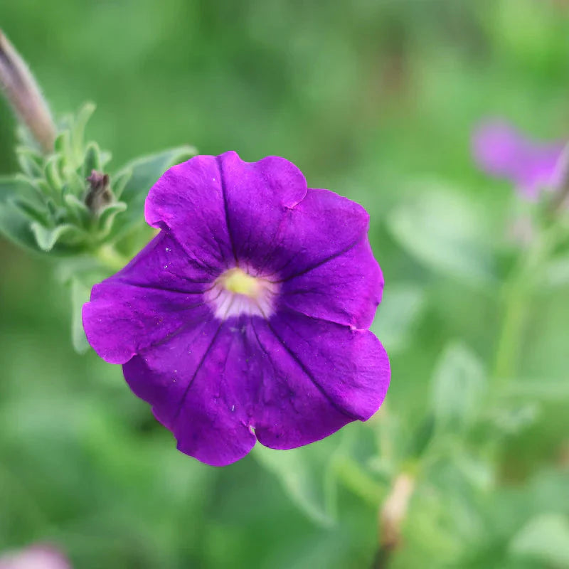 Heirloom Russian Petunia Flower Seeds for Planting - NON-GMO, Easy Grow, Vibrant Garden Blooms
