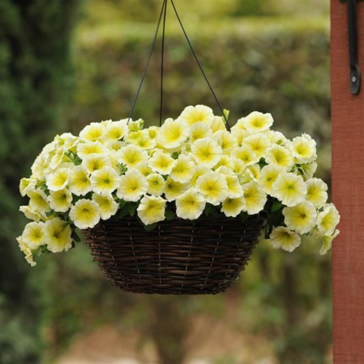 Yellow Petunia Flower Seeds for Planting - Heirloom, NON-GMO, Easy to Grow Garden Blooms