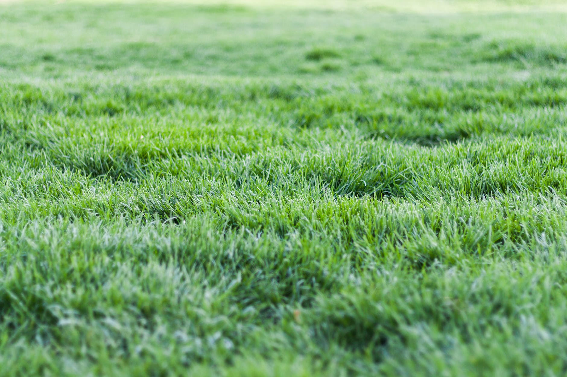 Adelphi Kentucky Bluegrass Seed