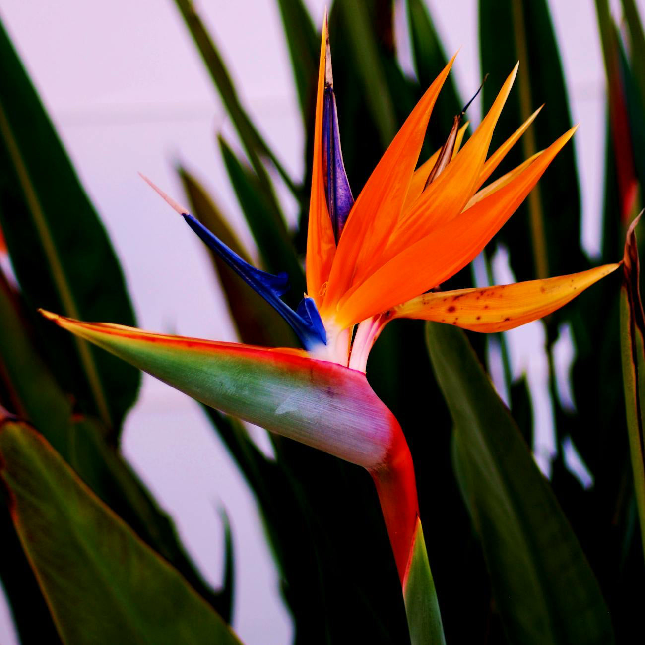 Bird of Paradise Strelitzia Seeds – Exotic Tropical Ornamental Plant for Gardens
