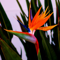 Bird of Paradise Strelitzia Seeds – Exotic Tropical Ornamental Plant for Gardens