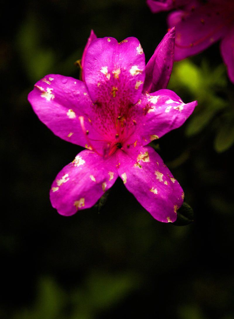 Magenta Flower Seeds Heirloom Non GMO Planting - 100 pcs