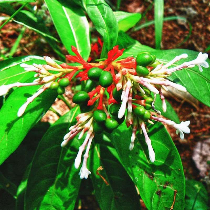 Heirloom Non-GMO Rauvolfia Flower Seeds for Planting – Medicinal Shrub Blooms for Tropical Gardens