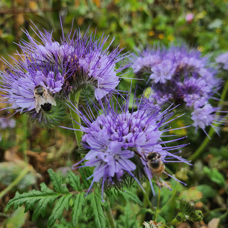 Heirloom Phacelia Flower Seeds for Garden Planting, Non-GMO, Bee-Friendly Blooms for Wildflower Beds