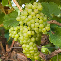 Phoenix grape plant growing as a fruiting garden vine