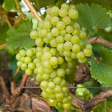 Phoenix grape plant growing as a fruiting garden vine