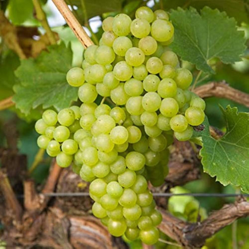 Phoenix grape plant growing as a fruiting garden vine