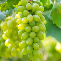 Phoenix grape plant trained along a garden trellis