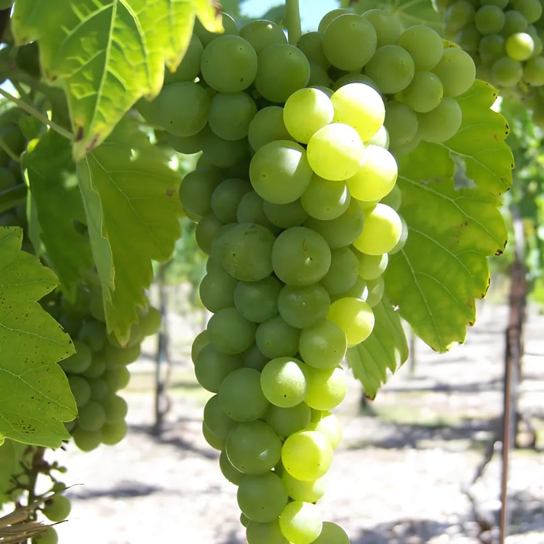 Phoenix grape vine planted in a sunny garden setting
