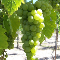 Phoenix grape vine planted in a sunny garden setting