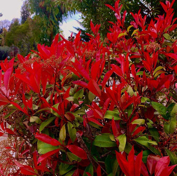 Red Photinia Plant Seeds for Planting, Fresh, 100 pcs seeds for planting in home garden