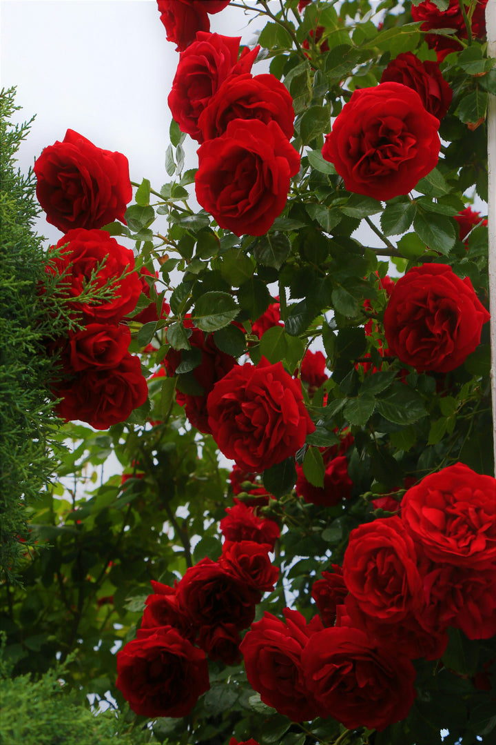 Rose Flower Seeds for Planting – Heirloom, Non-GMO Seeds for Beautiful Garden Blooms