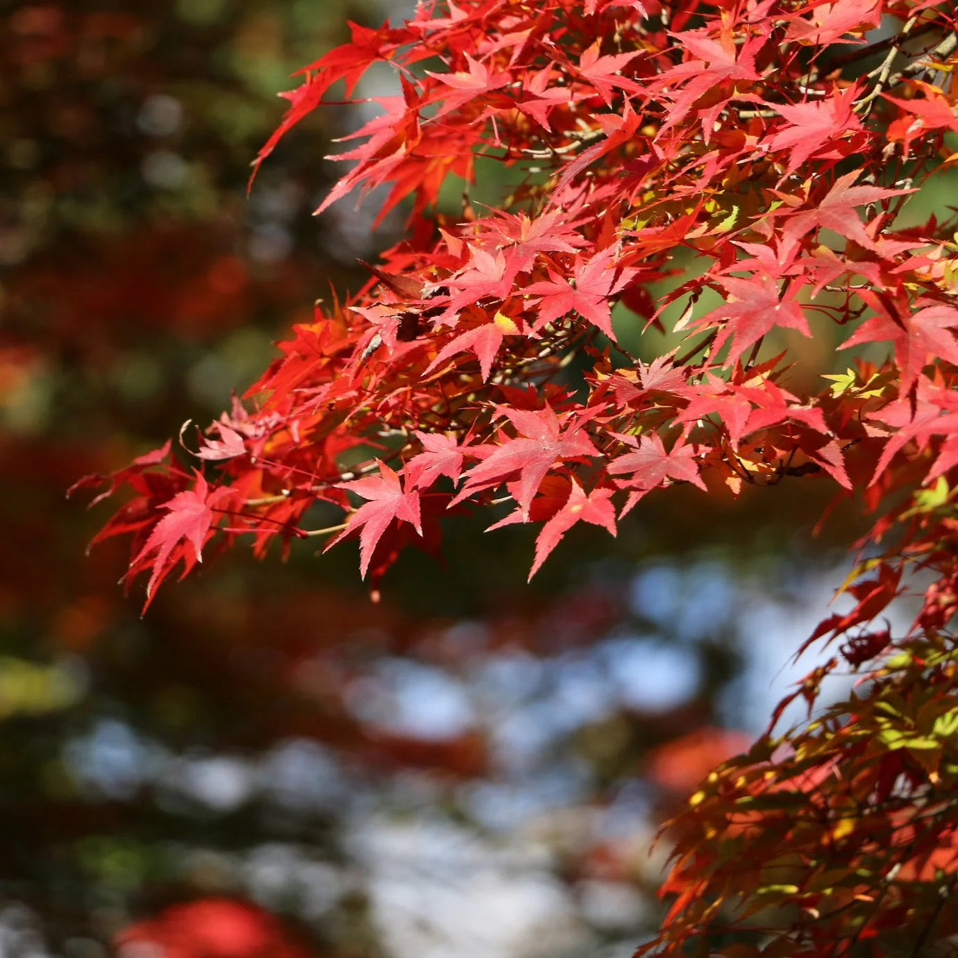 Red Maple 'October Glory' Herb Seeds