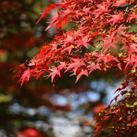 Red Maple 'October Glory' Herb Seeds