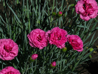 Carnation Flower Seeds for Planting 100 pcs