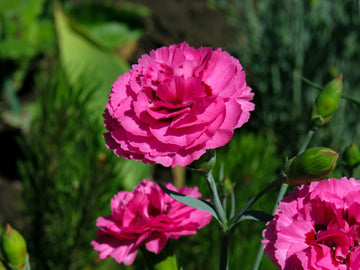Carnation Flower Seeds for Planting 100 pcs - Flower for planting in home garden