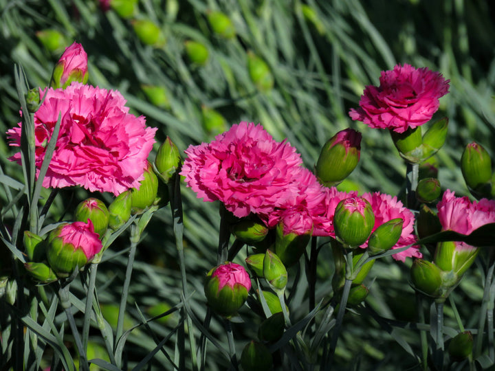 Carnation Flower Seeds for Planting 100 pcs