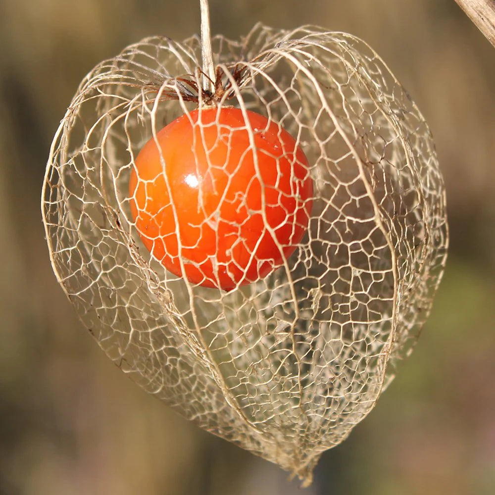 Lantern ( Physalis Alkekengi ) Fruit Seeds