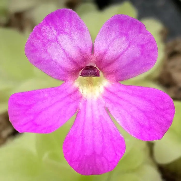 Mexican Butterwort Planting Seeds - Non-GMO, Heirloom Carnivorous