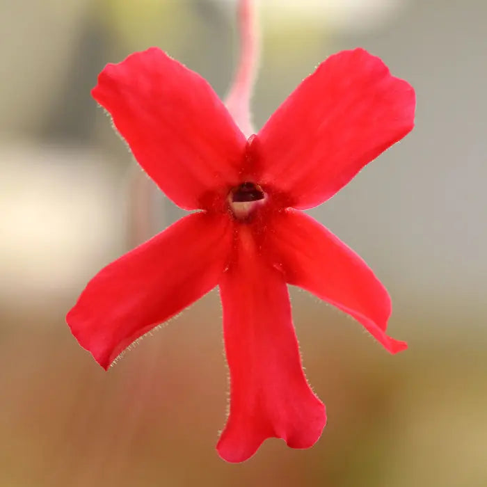 Red Butterwort Flower Planting Seeds 100 Pcs pcs