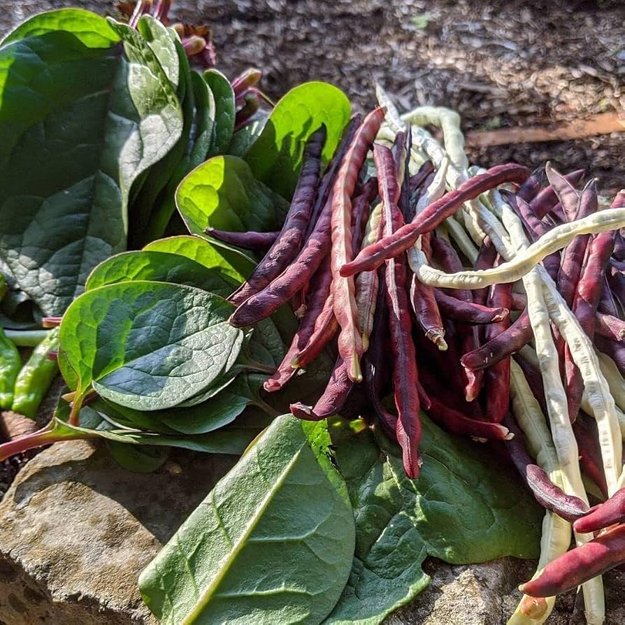 Pink-Eyed Purple Hull Cowpea heirloom seeds for home garden planting