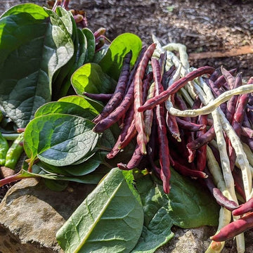 Pink-Eyed Purple Hull Cowpea heirloom seeds for home garden planting