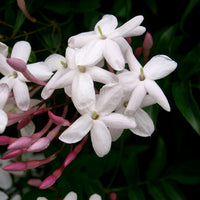 Pink Jasmine seeds for ornamental climbing gardens and landscape planting.