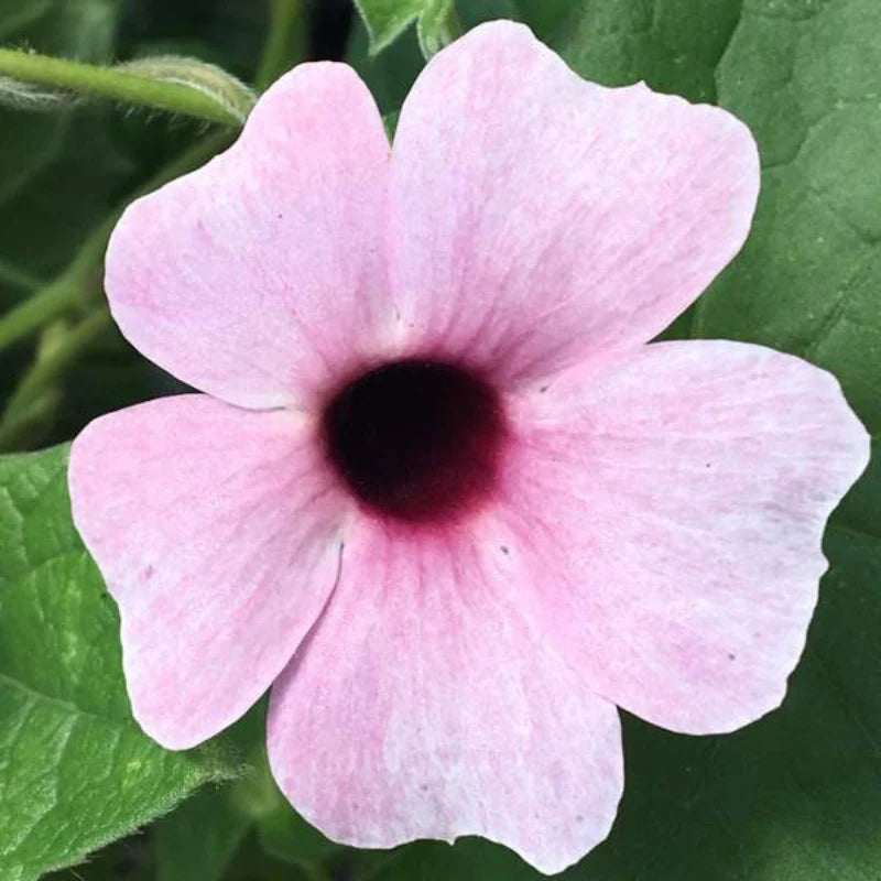 Light Pink Thunbergia vine seeds for growing ornamental flowering plants.