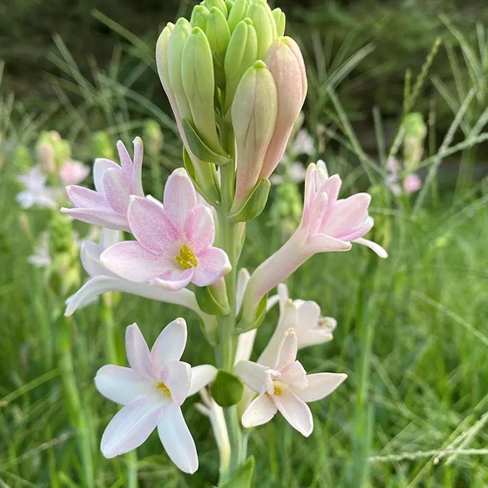 Tuberose Flower Seeds for Planting non gmo seeds -NON GMO Seeds