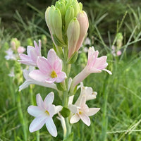 Tuberose Flower Seeds for Planting non gmo seeds -NON GMO Seeds
