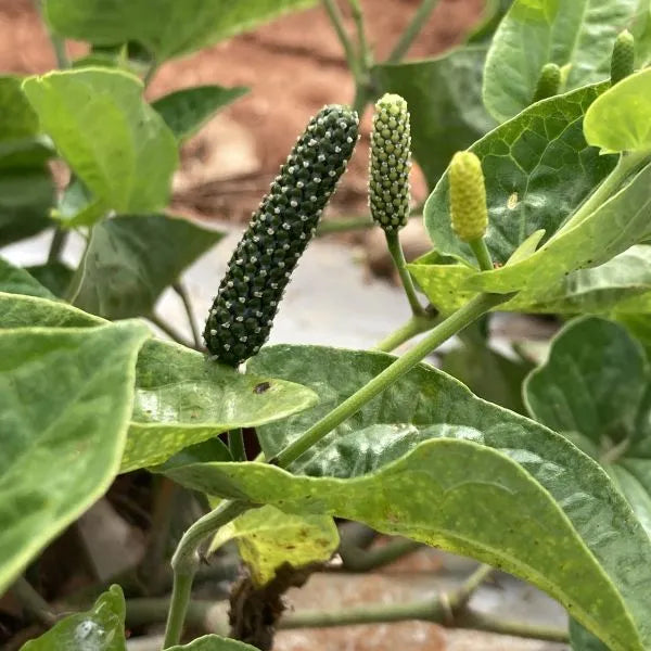 Longum Pepper Seeds for Planting heirloom & Non-GMO Seeds