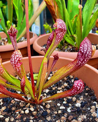 Heirloom Non-GMO Scarlet Sarracenia Carnivorous Plant Seeds for Planting – Unique Insect-Trapping Garden Plants