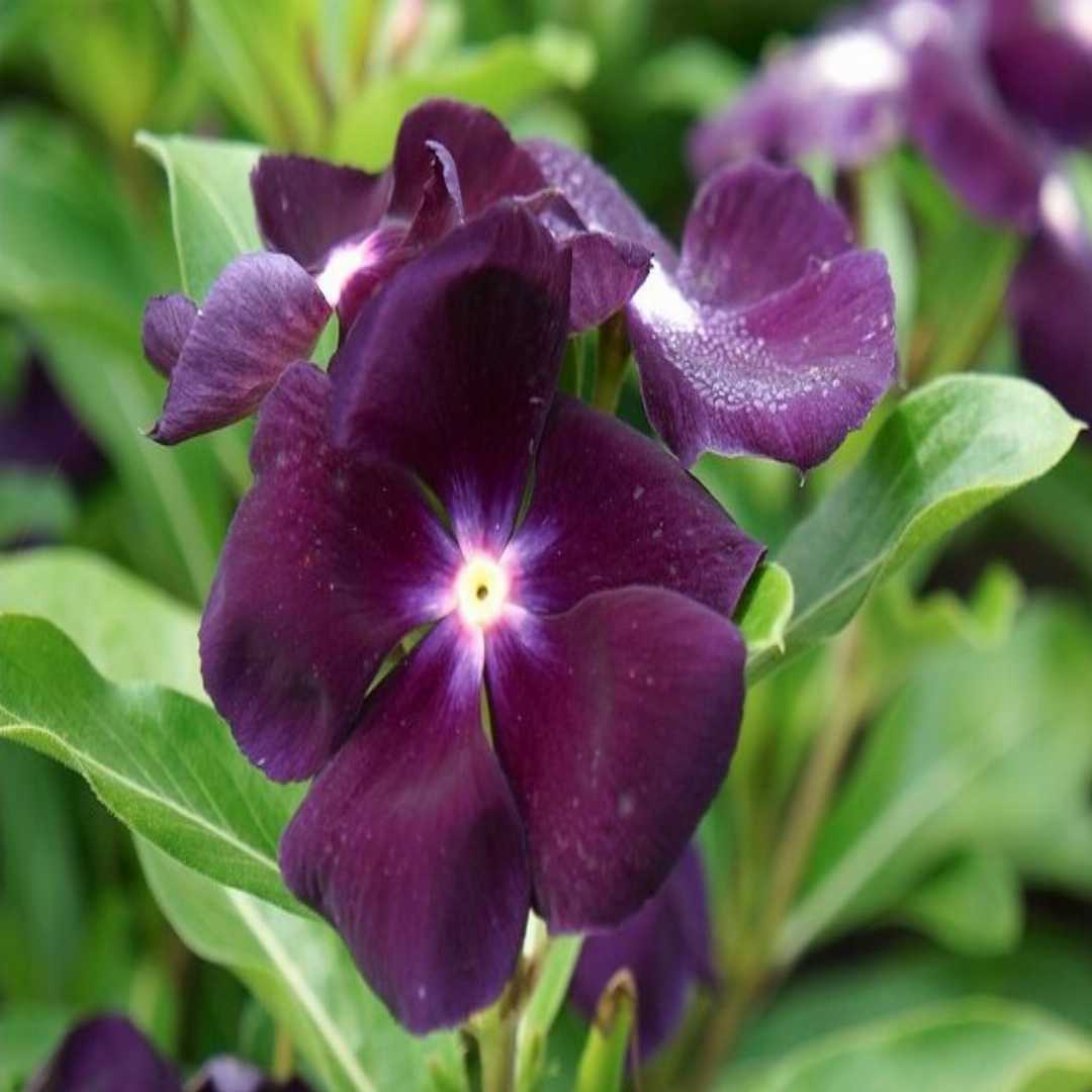 Vinca Flower Seeds for Planting - 100 pcs - Flower for planting in home garden