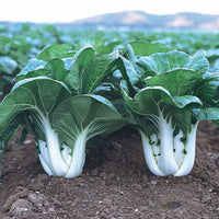 Bok Choy Pak Choi Vegetable Seeds