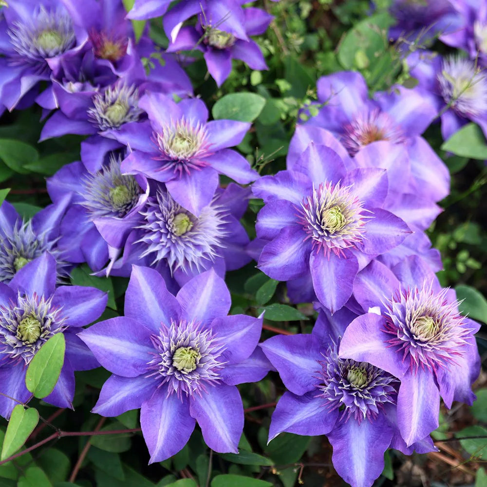 Heirloom purple Yellow Clematis Flower Seeds ƒ?? Non-GMO Climbing Garden Blooms for Planting