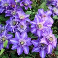 Heirloom purple Yellow Clematis Flower Seeds ƒ?? Non-GMO Climbing Garden Blooms for Planting