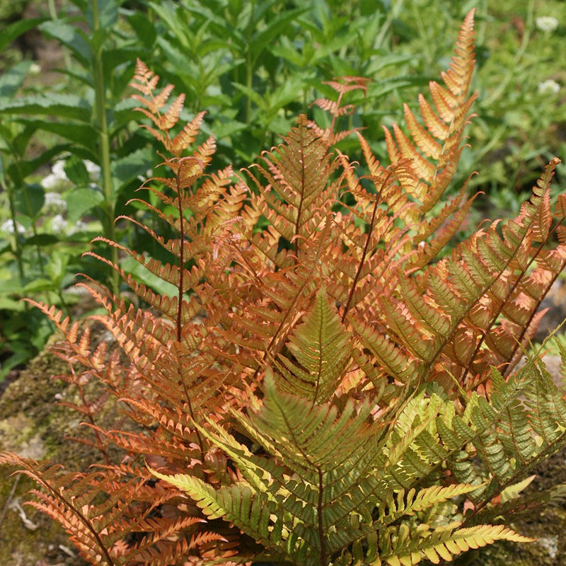 Dryopteris Erythrosora Plant Seeds for Planting, Heirloom, Non-GMO, 100 pcs