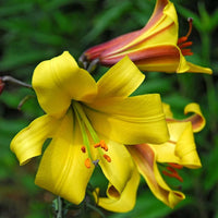 Heirloom Hippeastrum Flower Seeds for Planting 100 pcs