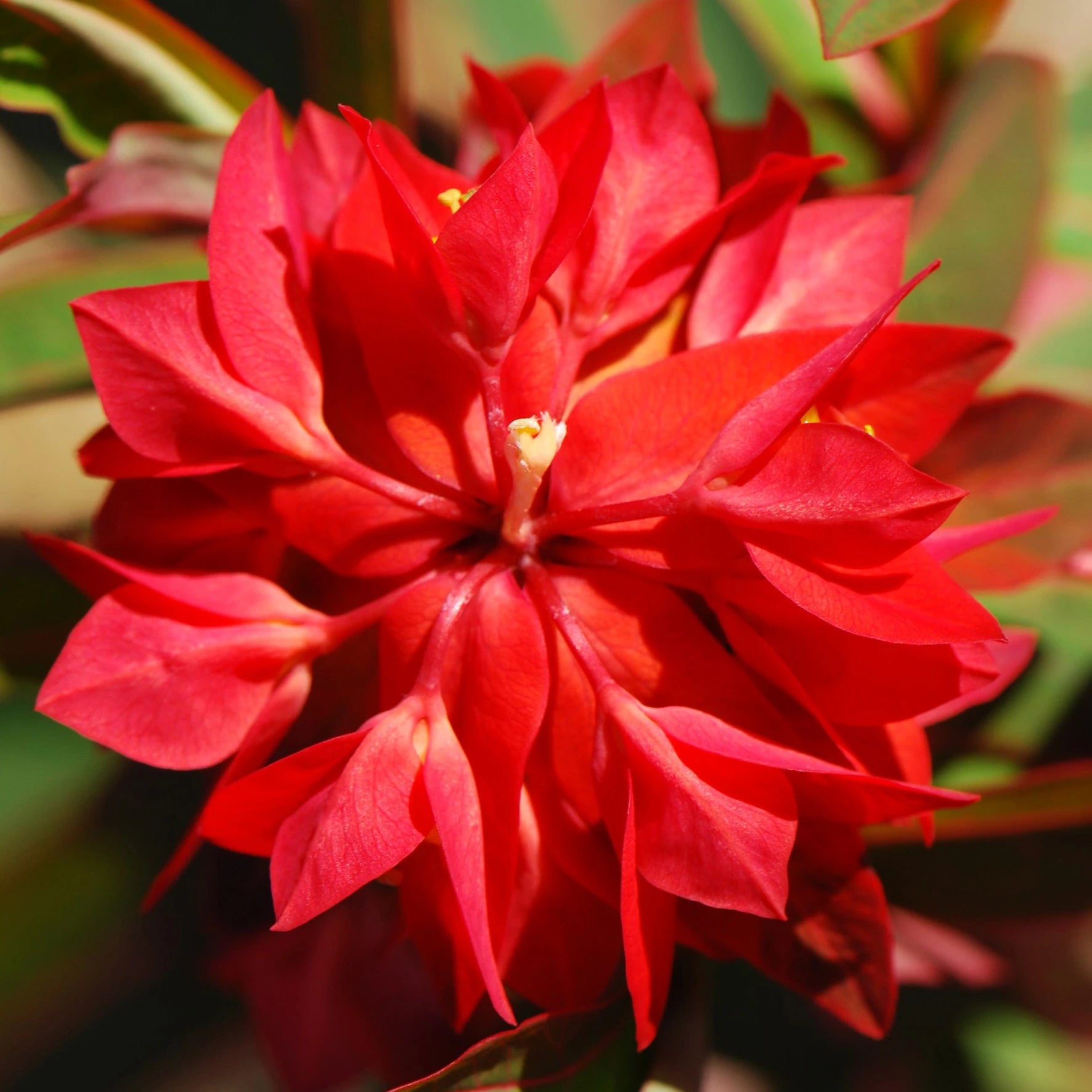 Red Euphorbia Griffithii Flower Seeds for Planting - NON GMO Seeds