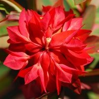 Red Euphorbia Griffithii Flower Seeds for Planting - NON GMO Seeds