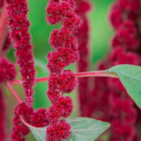 Love-Lies-Bleeding Red Amaranth flower seeds for planting in home gardens.