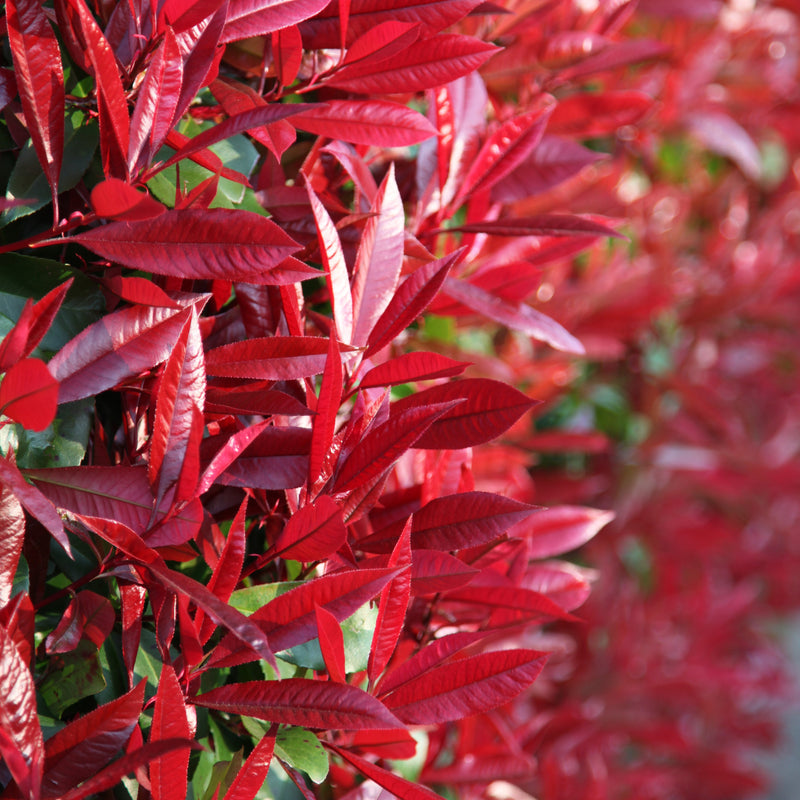 Photinia Serrulata Plant Seeds for Planting - 100 pcs