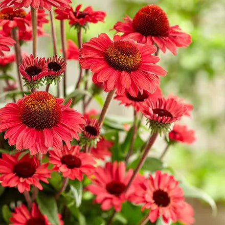 Heirloom Non-GMO Red Perennial Flower Seeds for Planting – Bold and Vibrant Garden Bloom Seeds