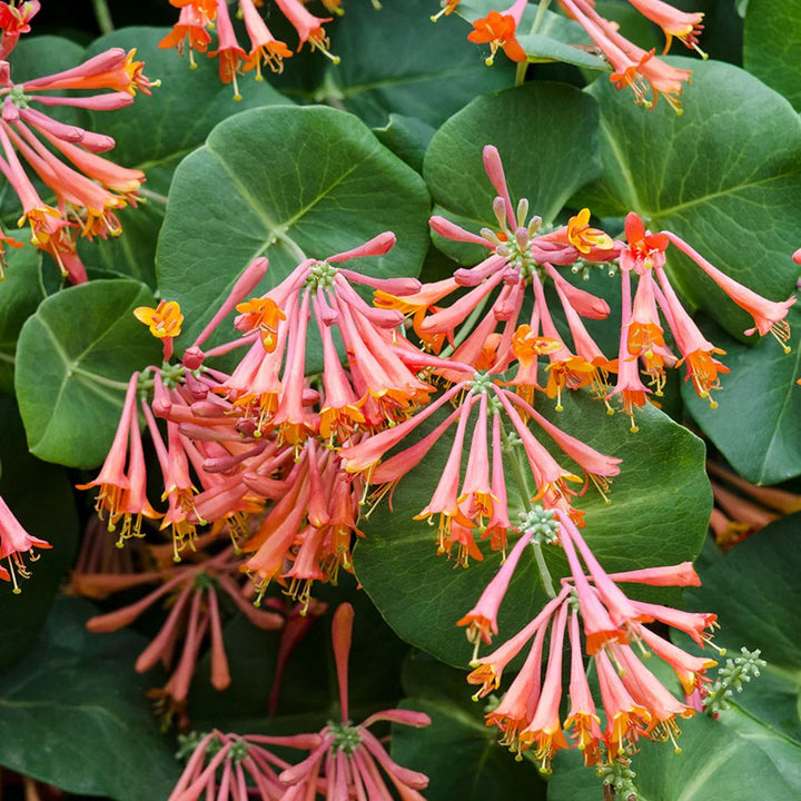 Lonicera Flower Seeds, Heirloom, Non-GMO Seeds for Planting