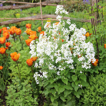 White Lunaria Biennis Seeds for Planting – Organic, Heirloom, Non-GMO Flower Seeds