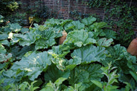 Ruibarbo Plant Seeds for Planting -Heirloom & Non-GMO Seeds ? Fresh Herb for Your Garden